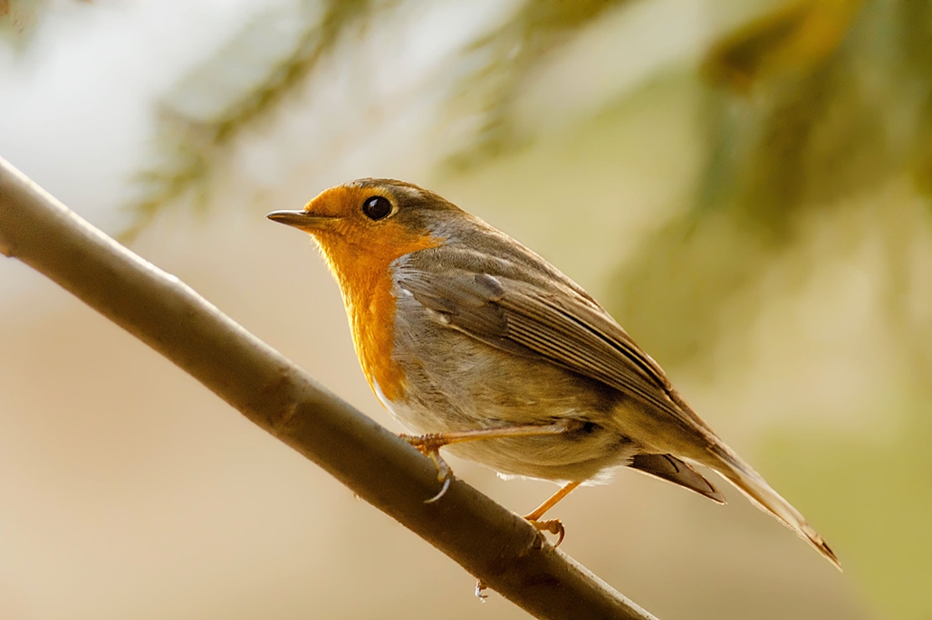 European Robin