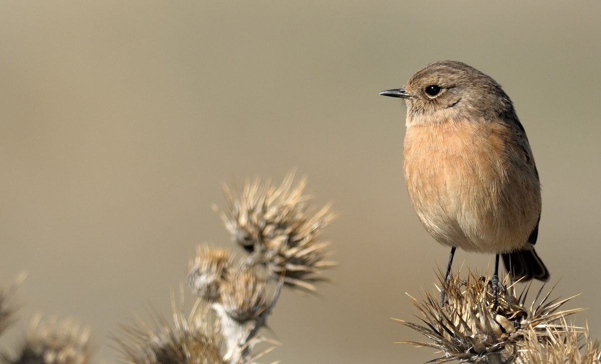 European Stonechat