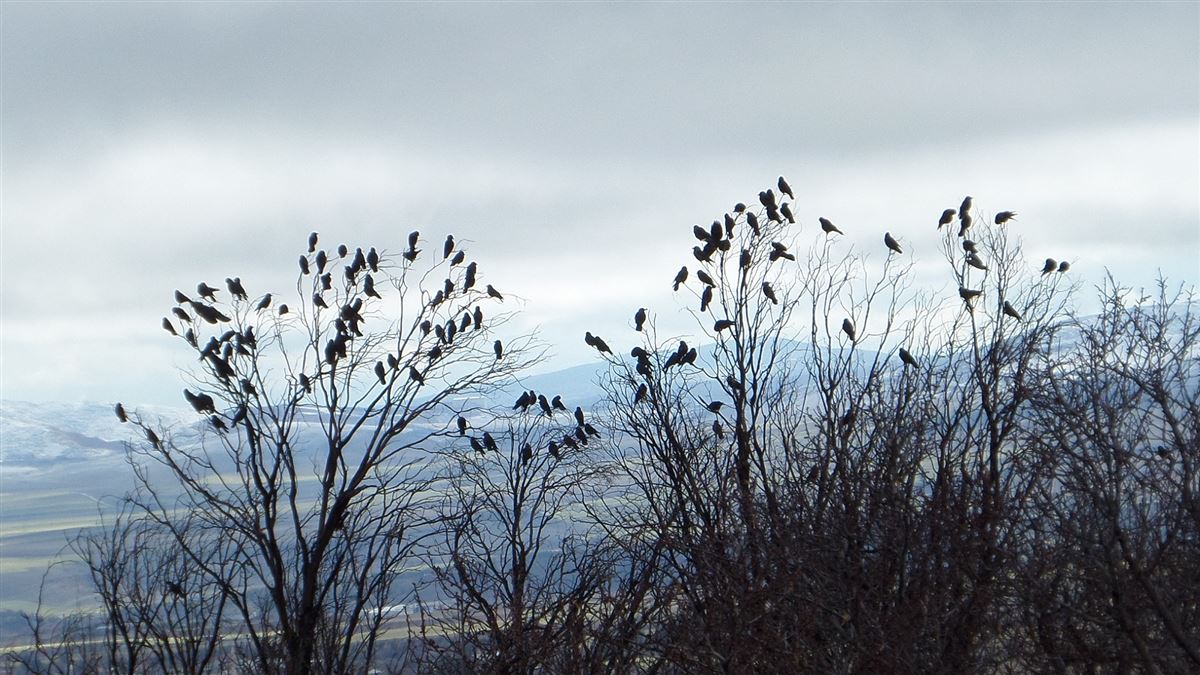Western Jackdaw