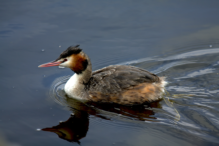 Great Crested Grebe