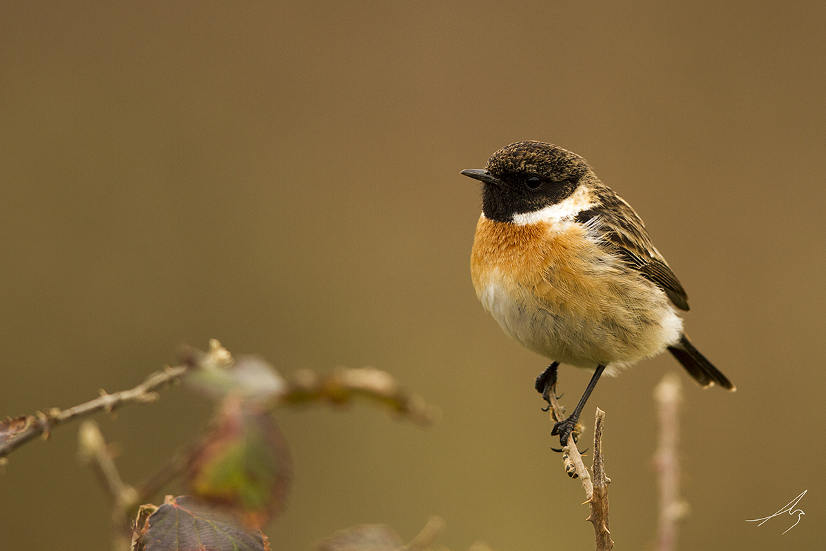 European Stonechat