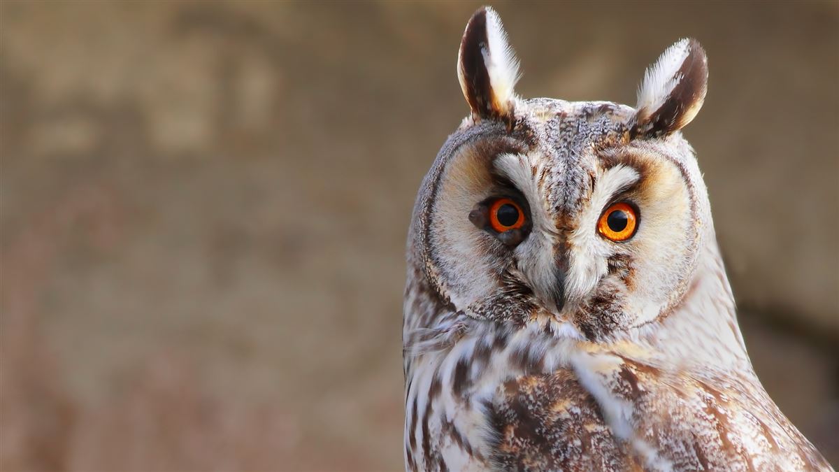 Long-eared Owl