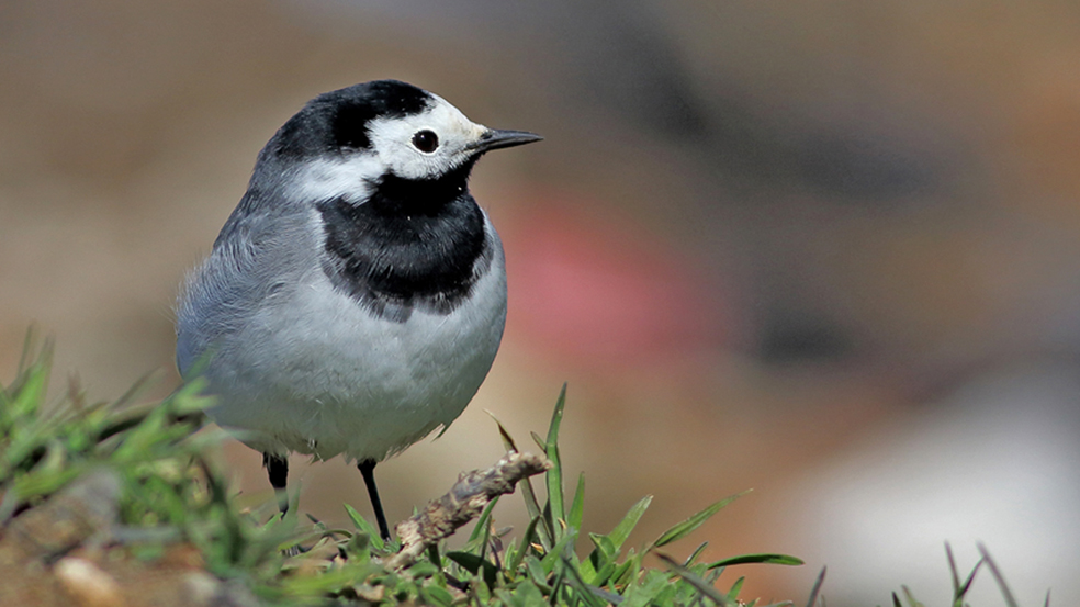 White Wagtail