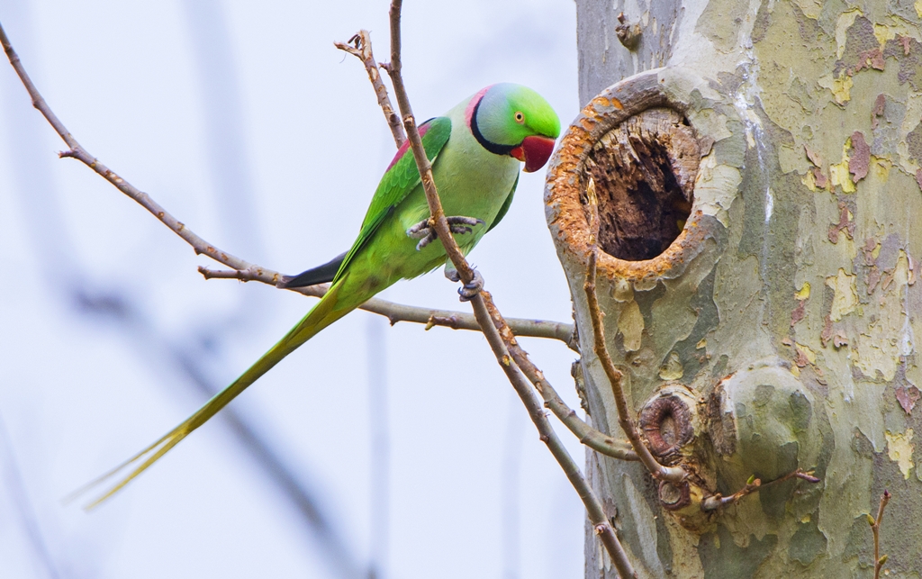 Alexandrine Parakeet