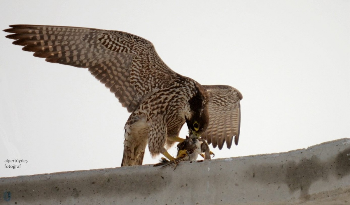 Peregrine Falcon