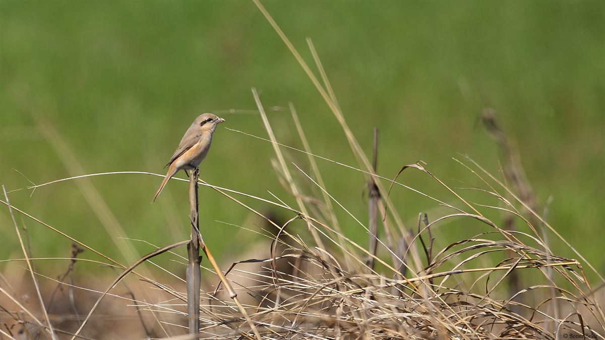 Isabelline Shrike