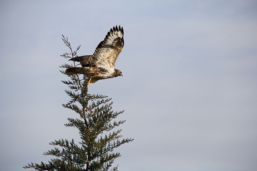 Common Buzzard