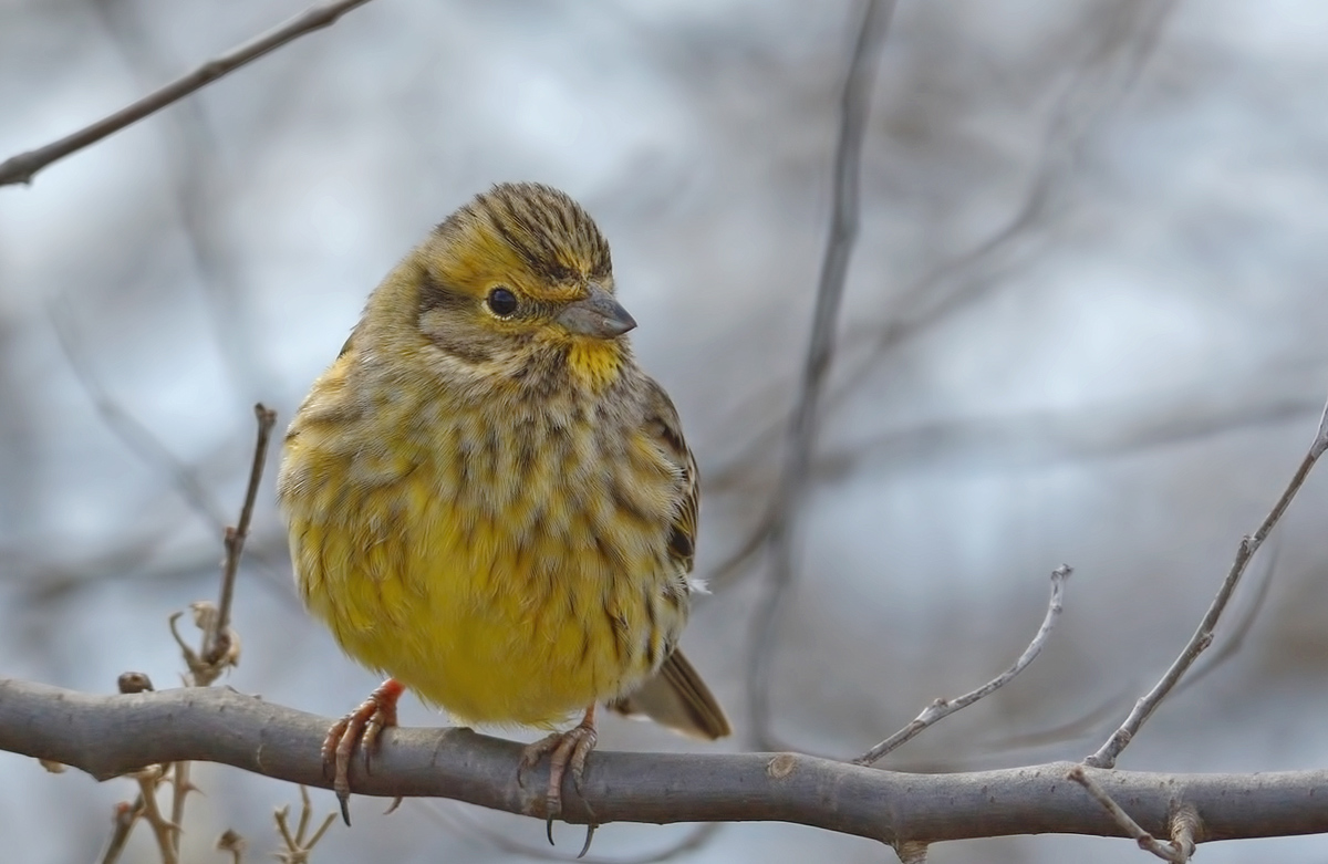 Yellowhammer