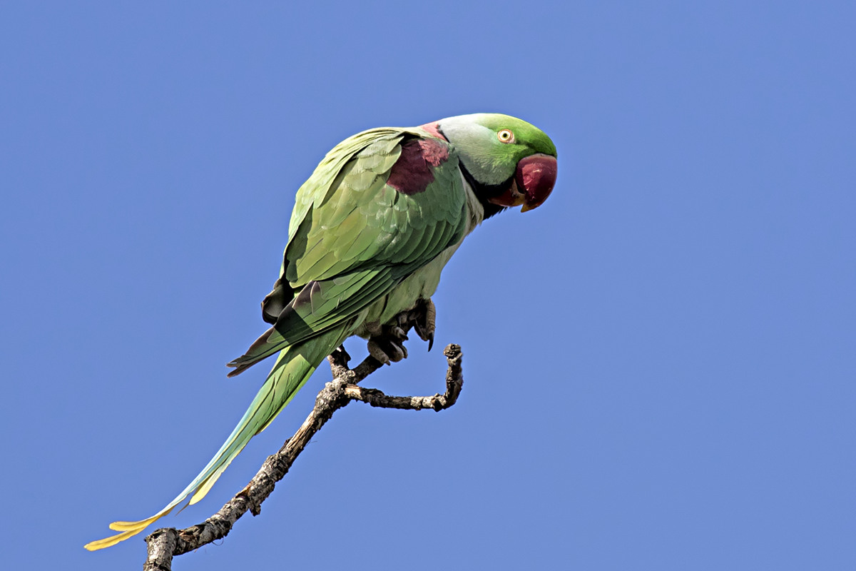 Alexandrine Parakeet