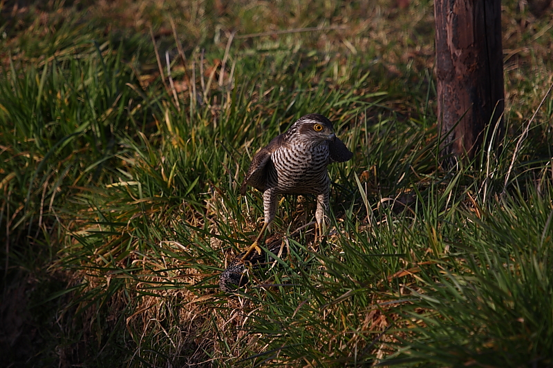 Eurasian Sparrowhawk