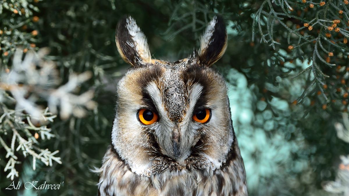 Long-eared Owl