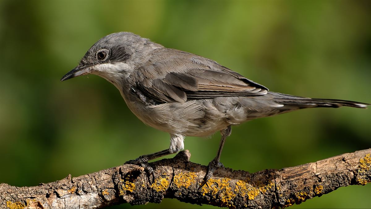 Eastern Orphean Warbler