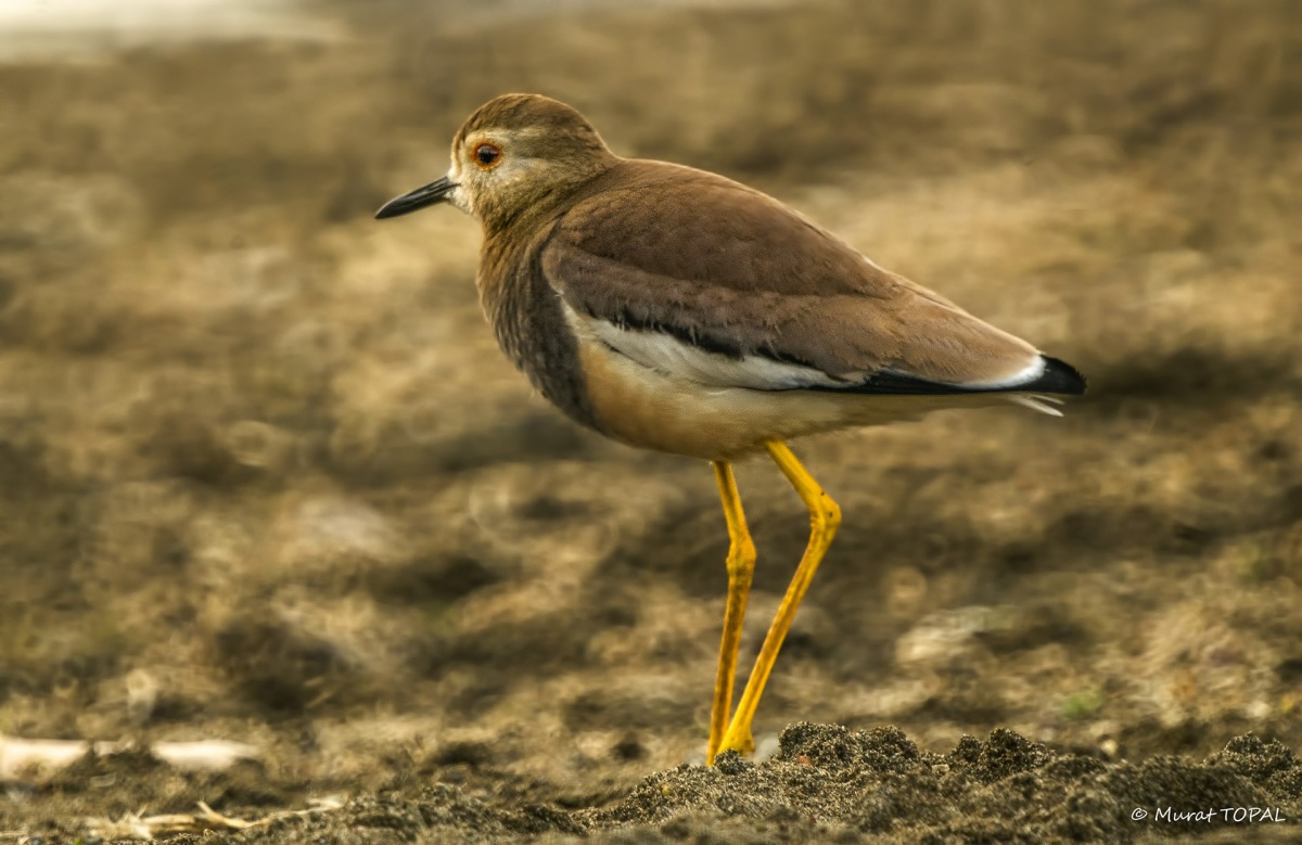 White-tailed Lapwing