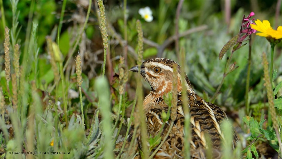 Common Quail