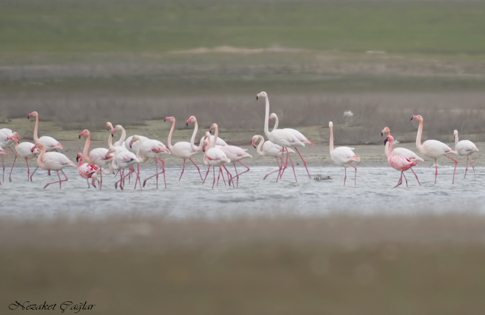 Küçük Flamingo