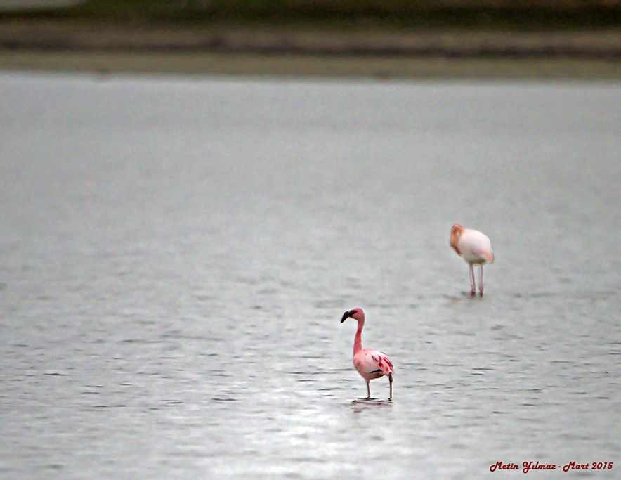 Küçük Flamingo