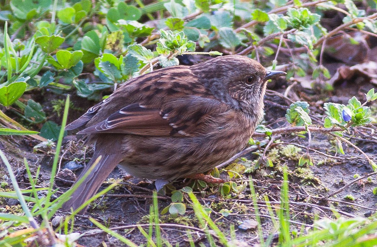 Dunnock