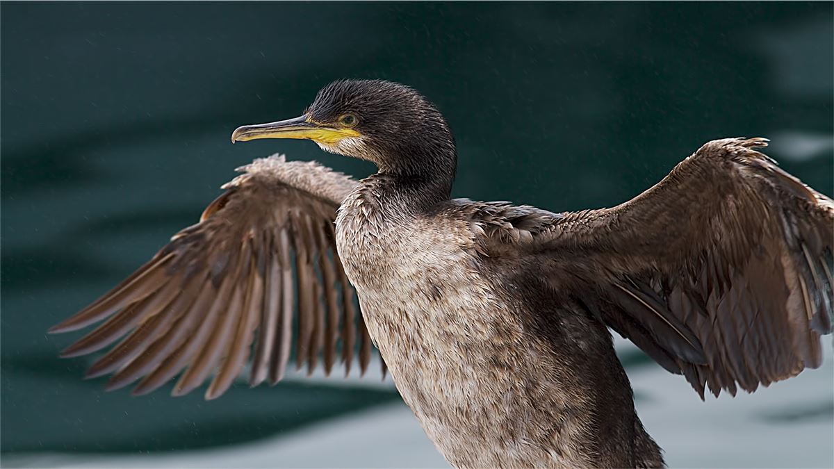 European Shag