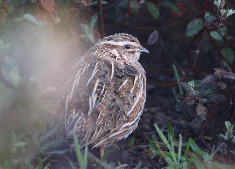 Common Quail