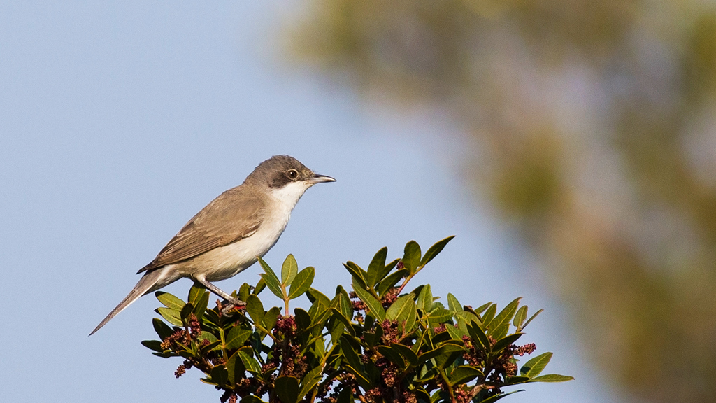 Eastern Orphean Warbler