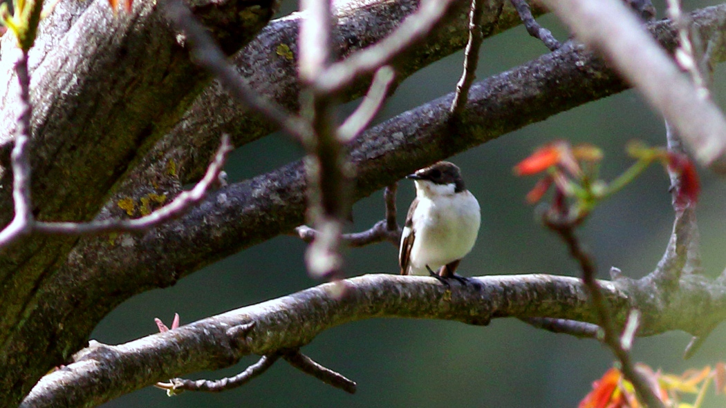 European Pied Flycatcher