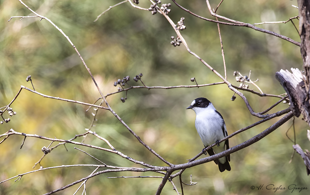 Halkalı Sinekkapan