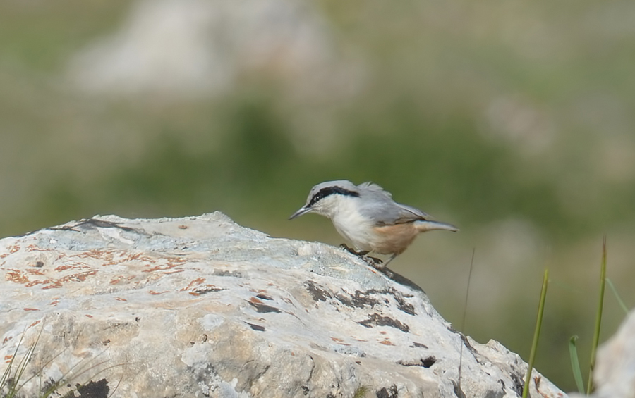 Eastern Rock Nuthatch