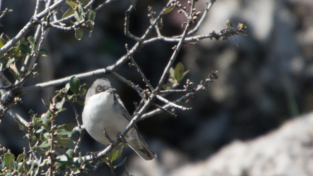 Eastern Orphean Warbler