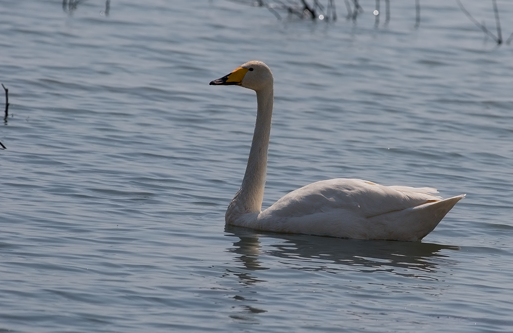 Whooper Swan