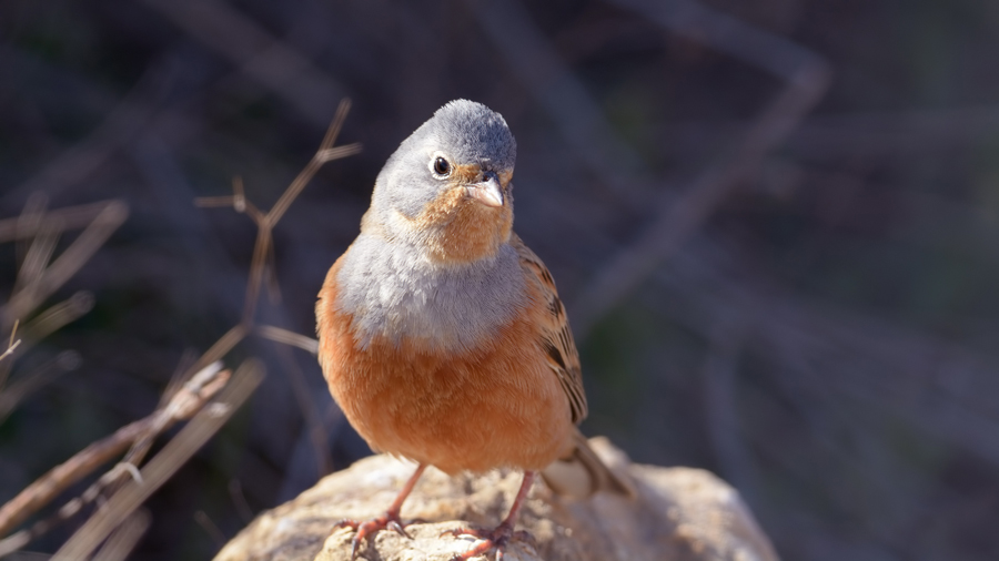 Cretzschmar`s Bunting