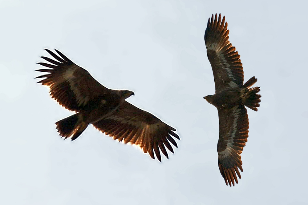 Steppe Eagle