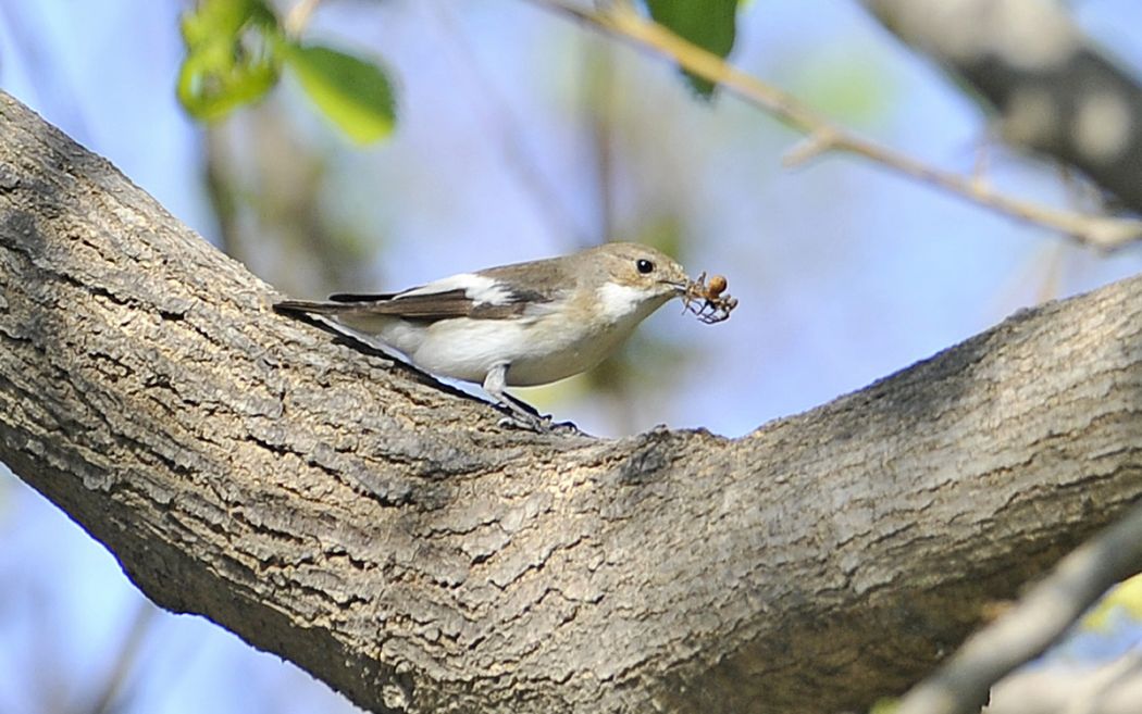 European Pied Flycatcher
