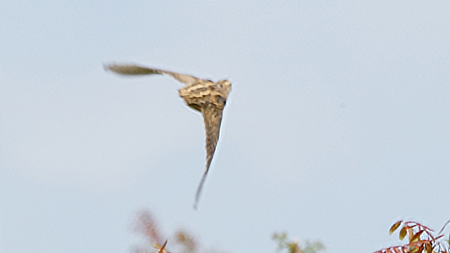 Common Quail