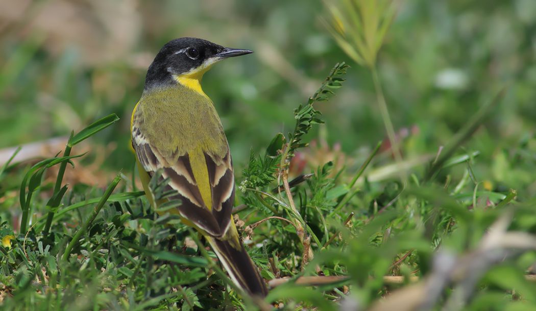 Sarı Kuyruksallayan