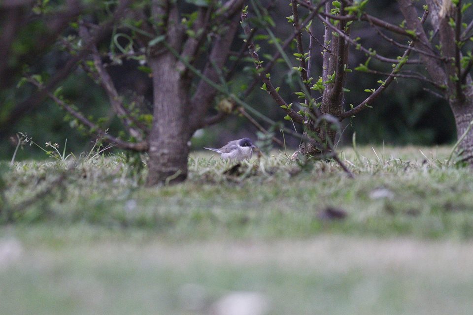 Eastern Orphean Warbler