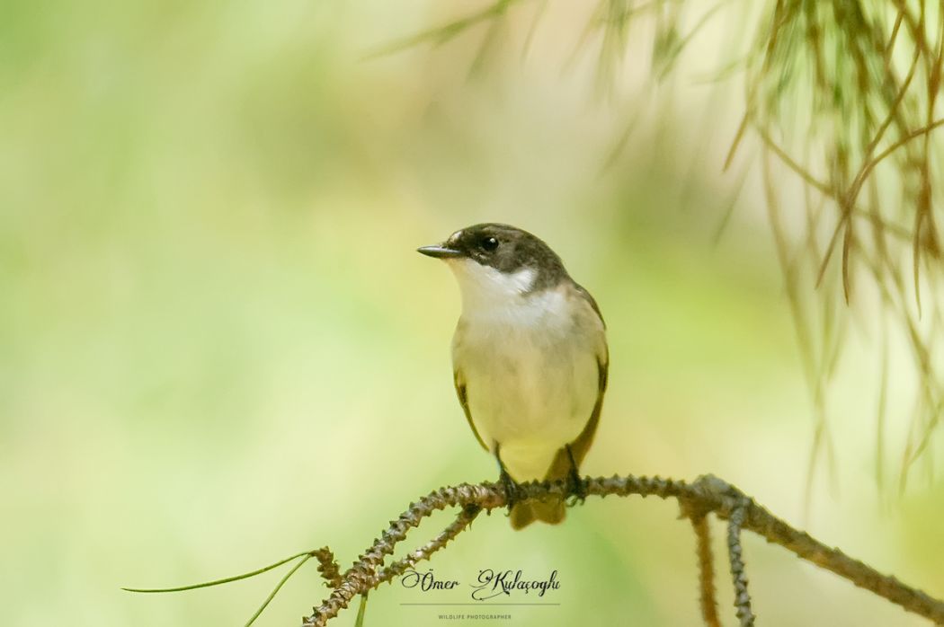 European Pied Flycatcher
