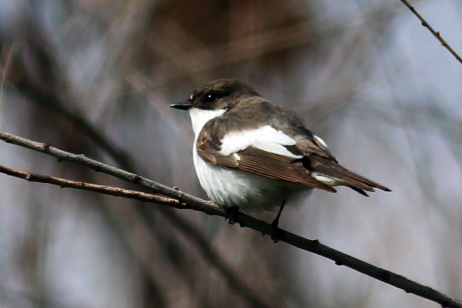 European Pied Flycatcher