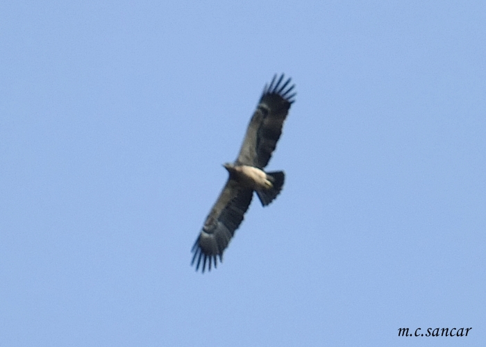 Greater Spotted Eagle