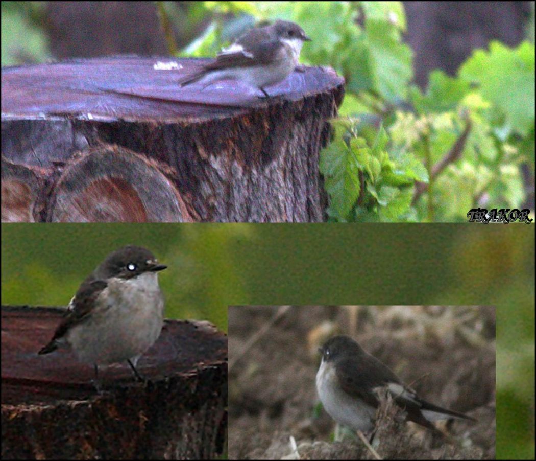 European Pied Flycatcher
