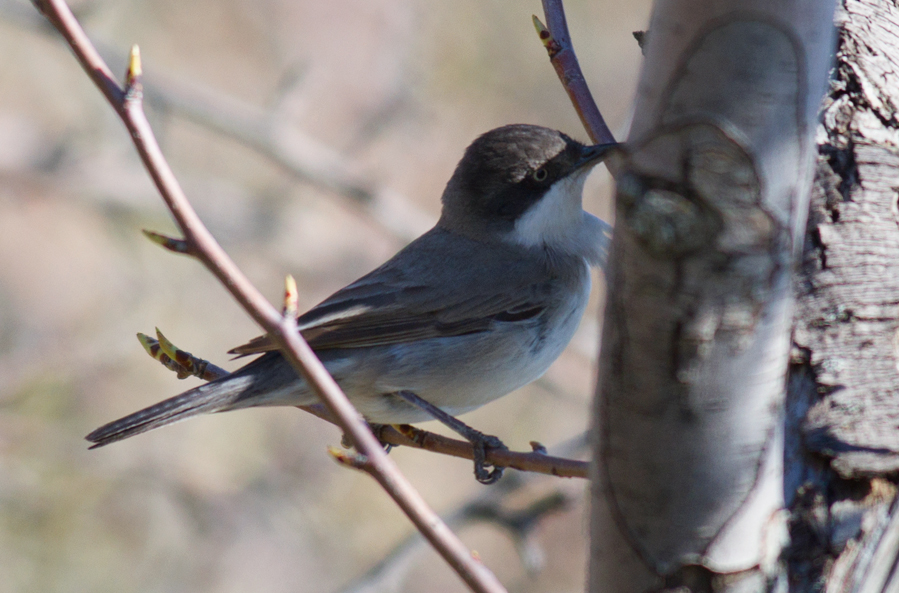 Eastern Orphean Warbler