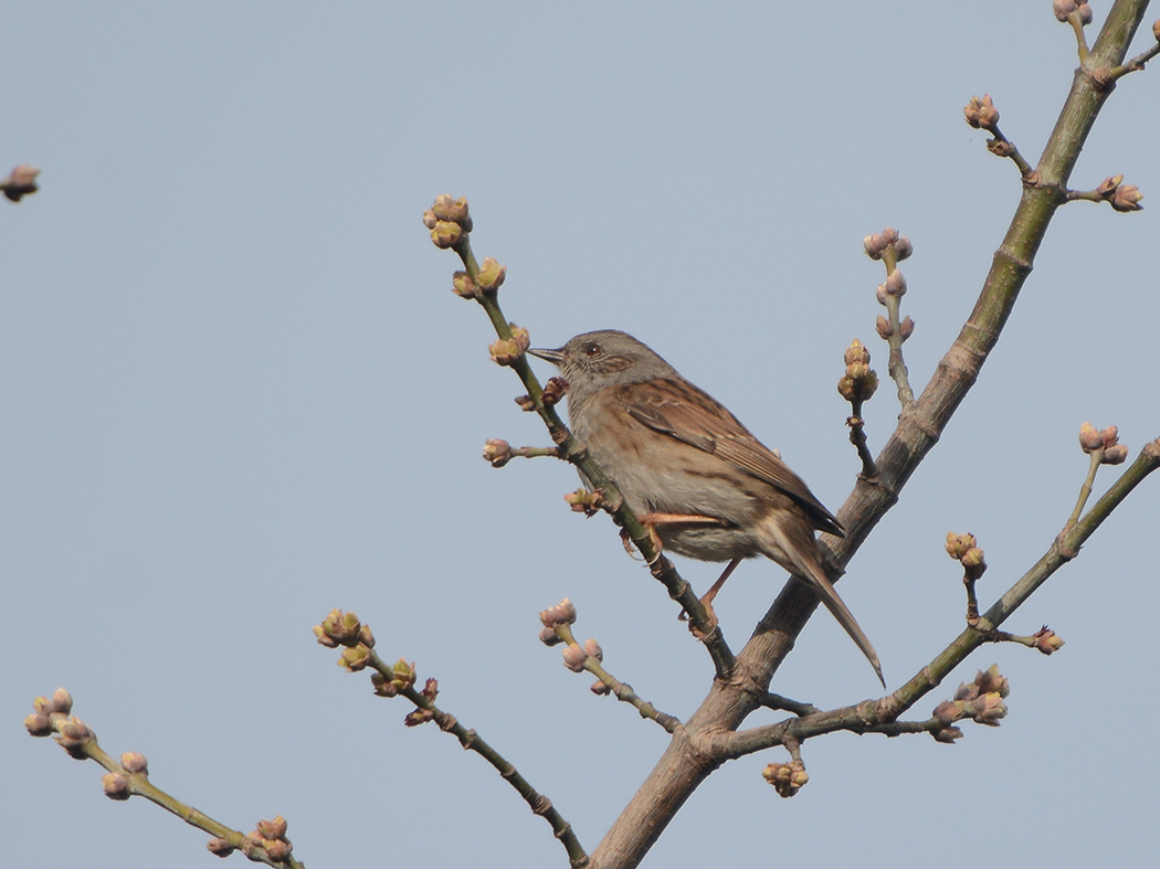Dunnock