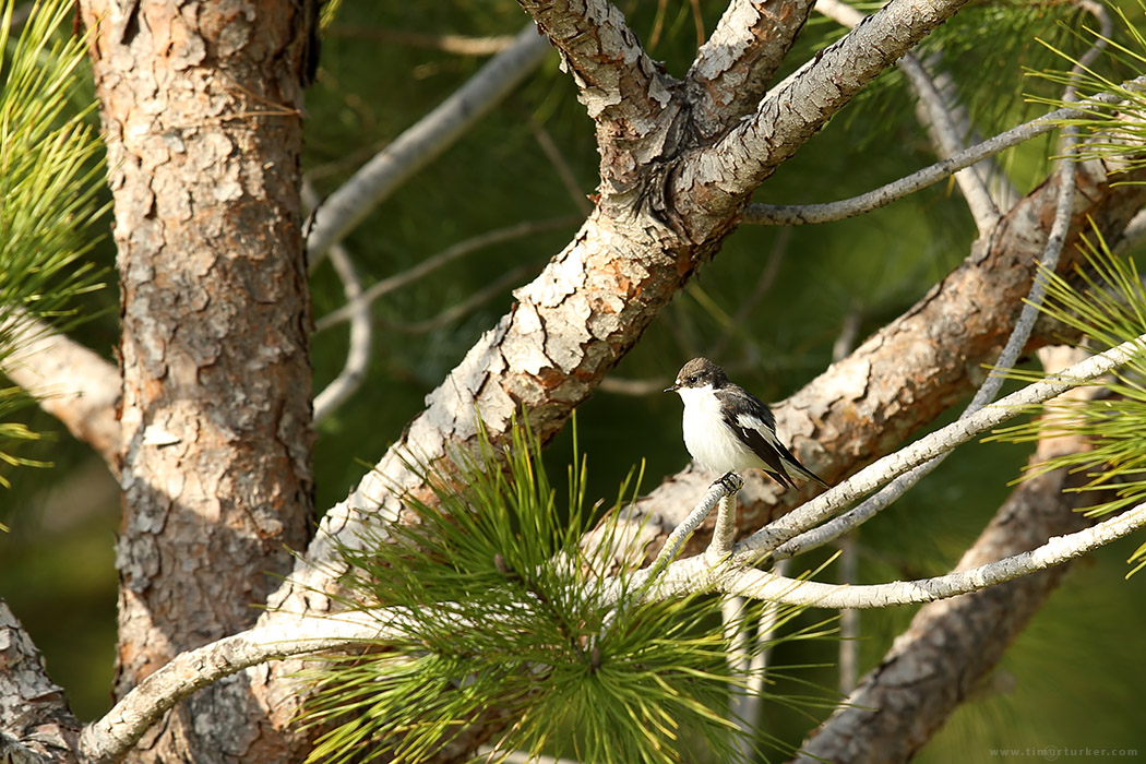 European Pied Flycatcher