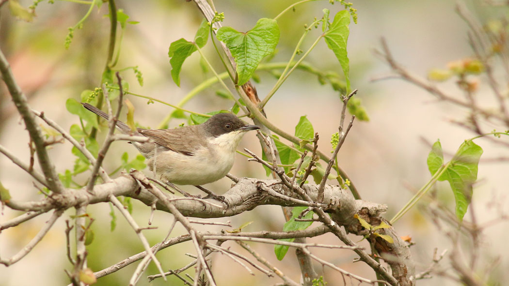 Eastern Orphean Warbler