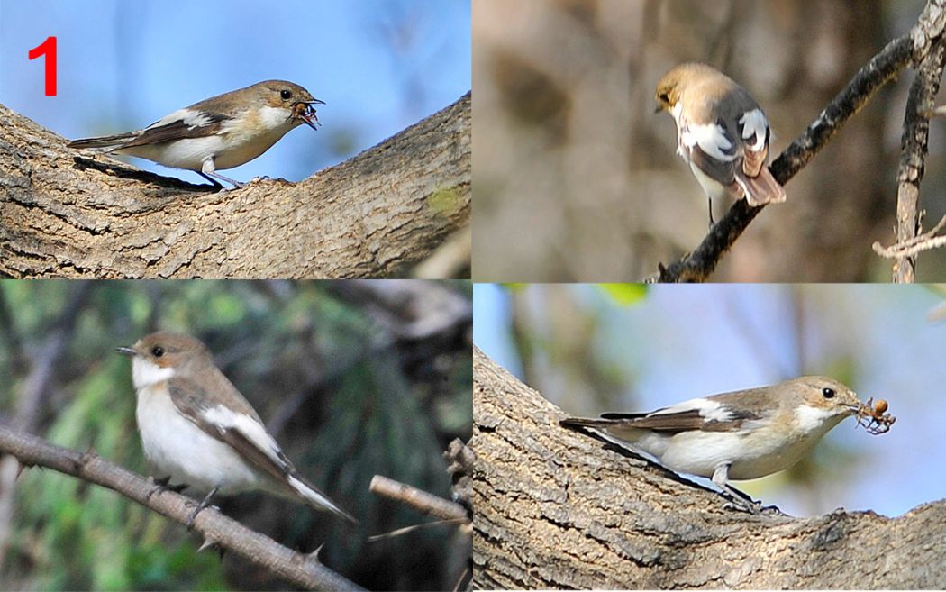 European Pied Flycatcher