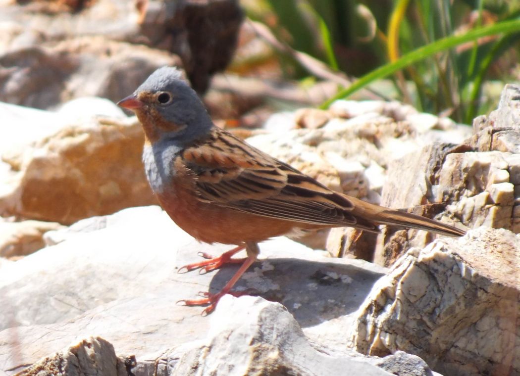 Cretzschmar`s Bunting