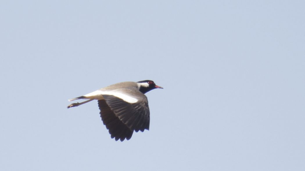 Red-wattled Lapwing