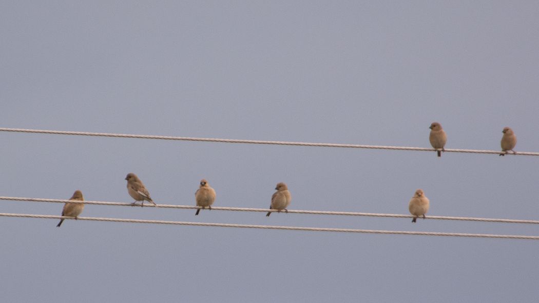 Desert Finch