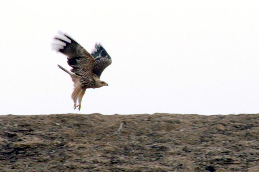 Şah Kartal
