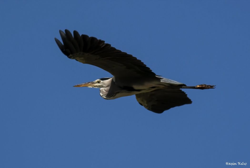 Grey Heron