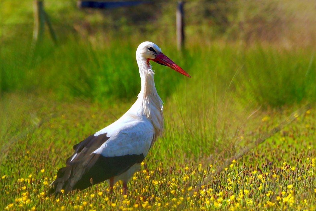 White Stork